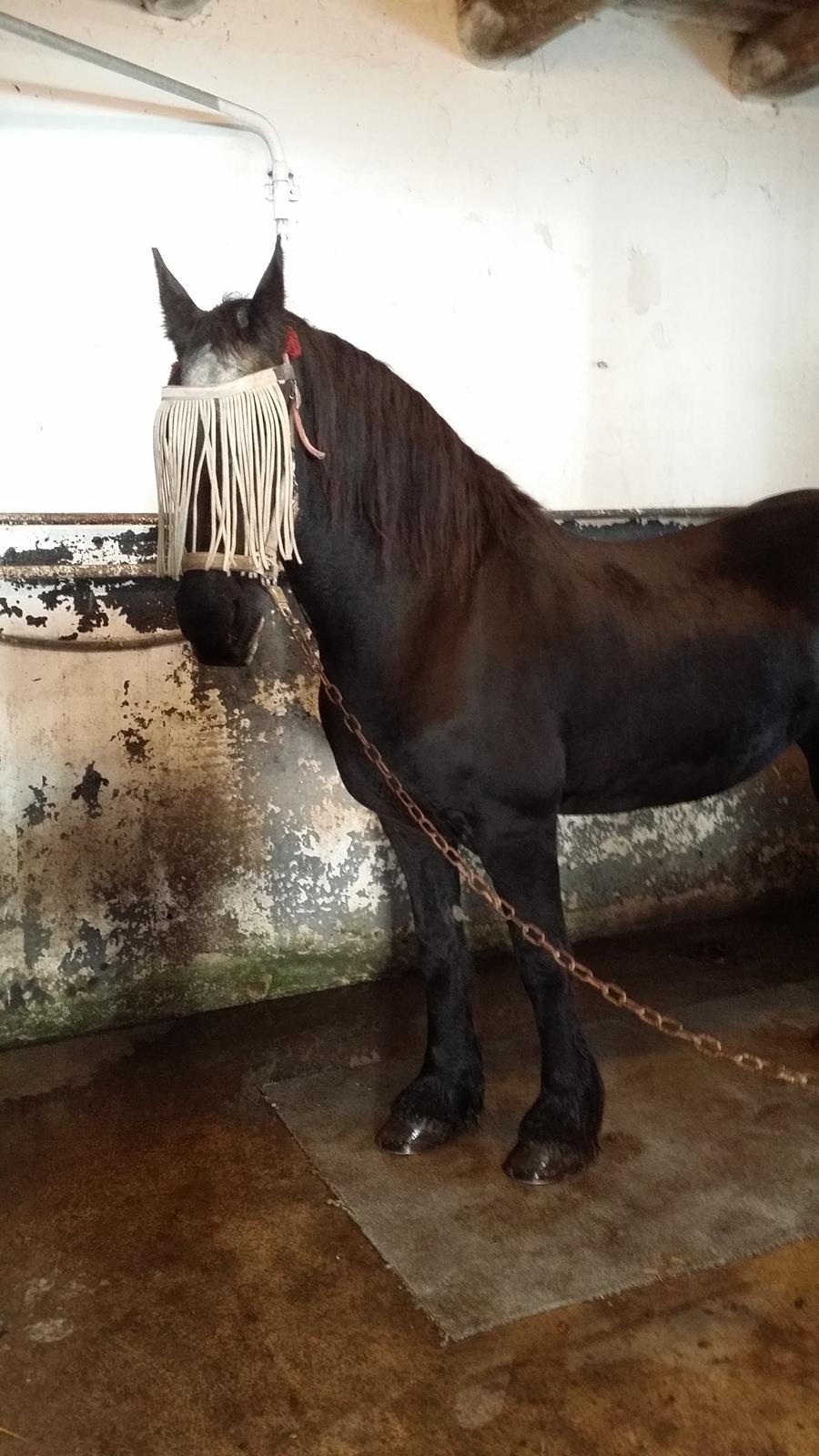 Frieser Thea billede 18