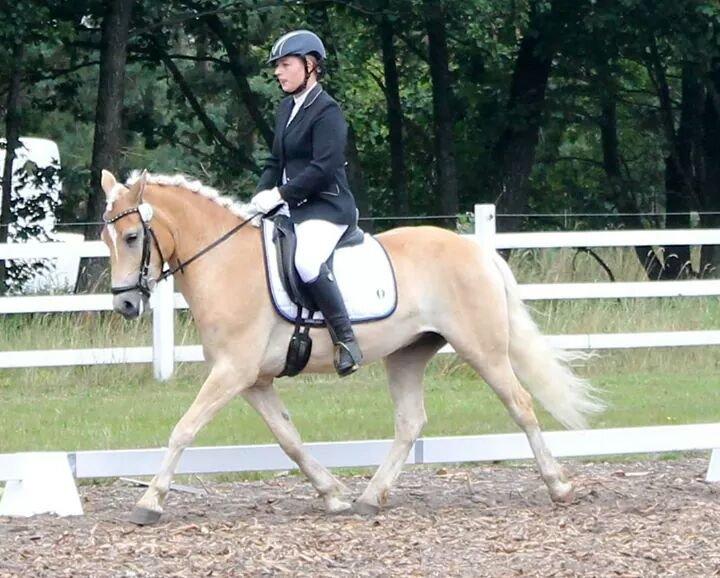 Haflinger Ålebækgård Winaro - Haflinger DM 2014 Dressur UDM 5.plads billede 15