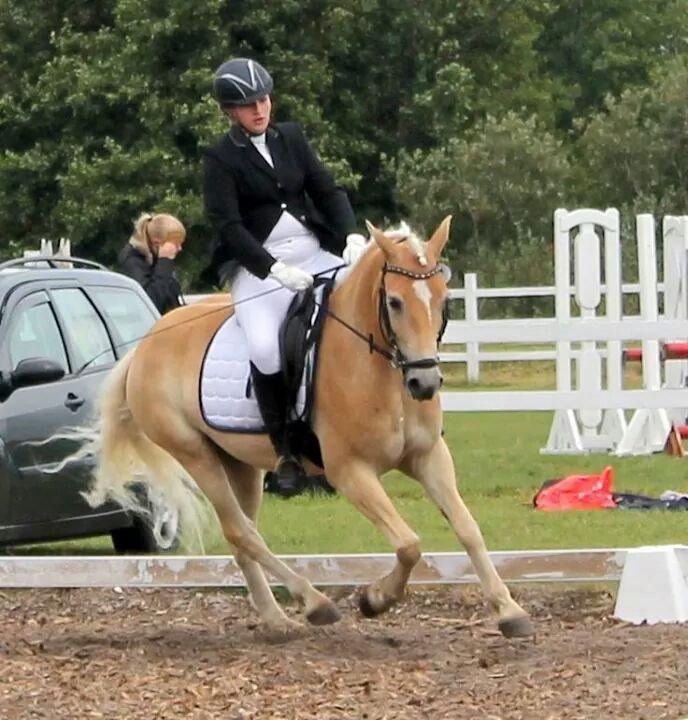 Haflinger Ålebækgård Winaro - Haflinger DM 2014 Dressur UDM 5. plads billede 16