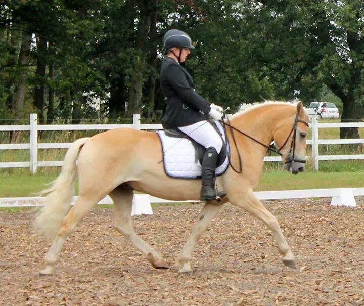 Haflinger Ålebækgård Winaro - Haflinger DM 2014 Dressur UDM klassen 5. plads billede 17