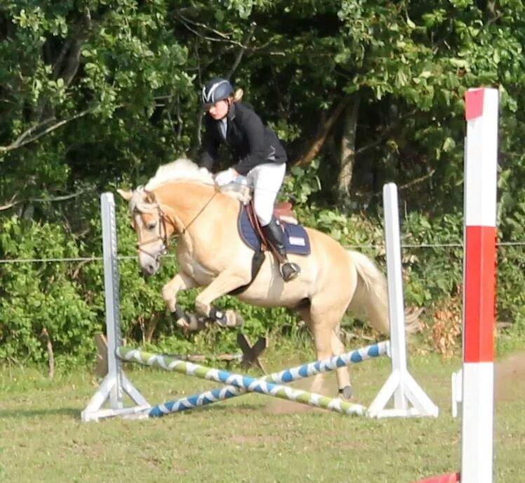 Haflinger Ålebækgård Winaro - TYL minimax 50 cm. 0 Fejl. + roset billede 19