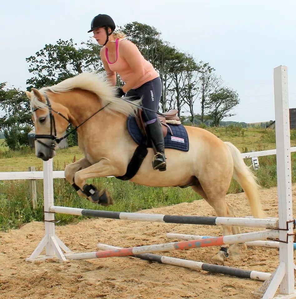 Haflinger Ålebækgård Winaro billede 20