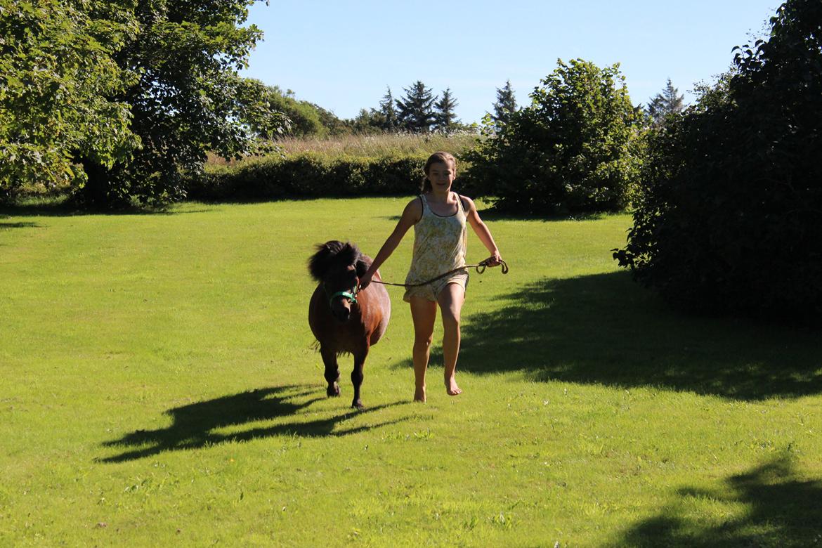 Shetlænder Thorbjørn - I fuld gallop, i vores dejlige have, med min dejlige dreng! <3 billede 19