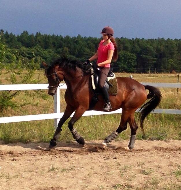 Trakehner | Careful Carola  R.I.P billede 6