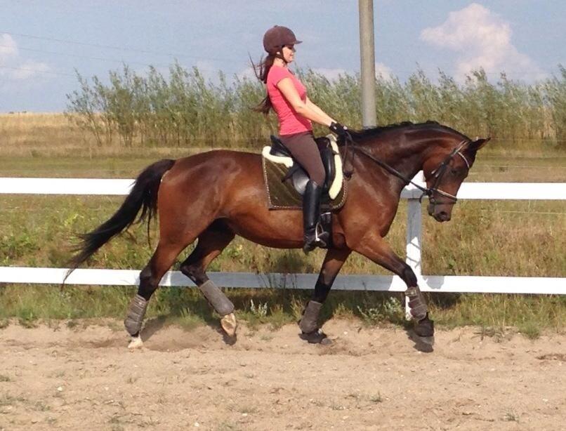 Trakehner | Careful Carola  R.I.P - Dressur tæning billede 2