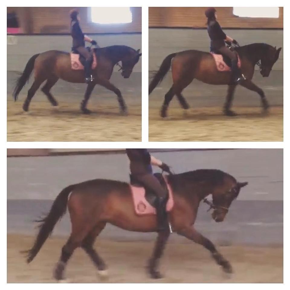 Trakehner | Careful Carola  R.I.P billede 15