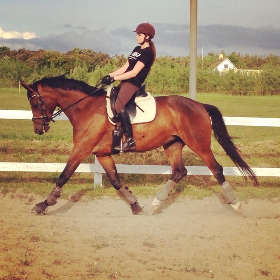 Trakehner | Careful Carola  R.I.P billede 18