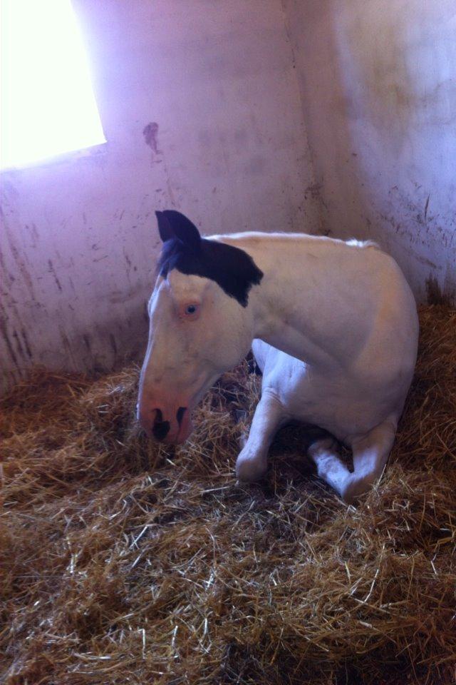 Paint Tophat *Topper* billede 10