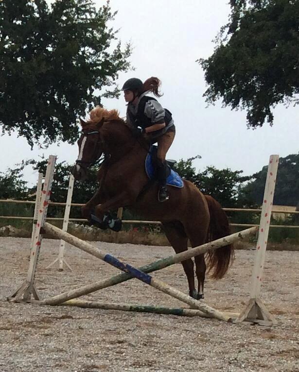 Anden særlig race Mister Monty [Tidl. Hest] - Läkker hest :i <3 billede 6