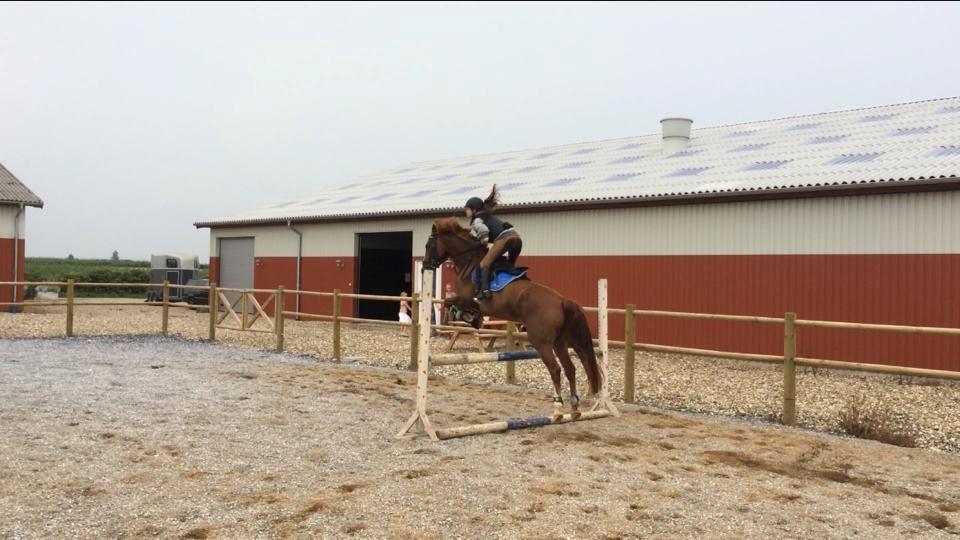 Anden særlig race Mister Monty [Tidl. Hest] billede 7