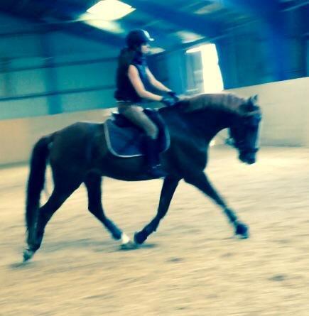 Anden særlig race Mister Monty [Tidl. Hest] - Som han går i traven <3  billede 1