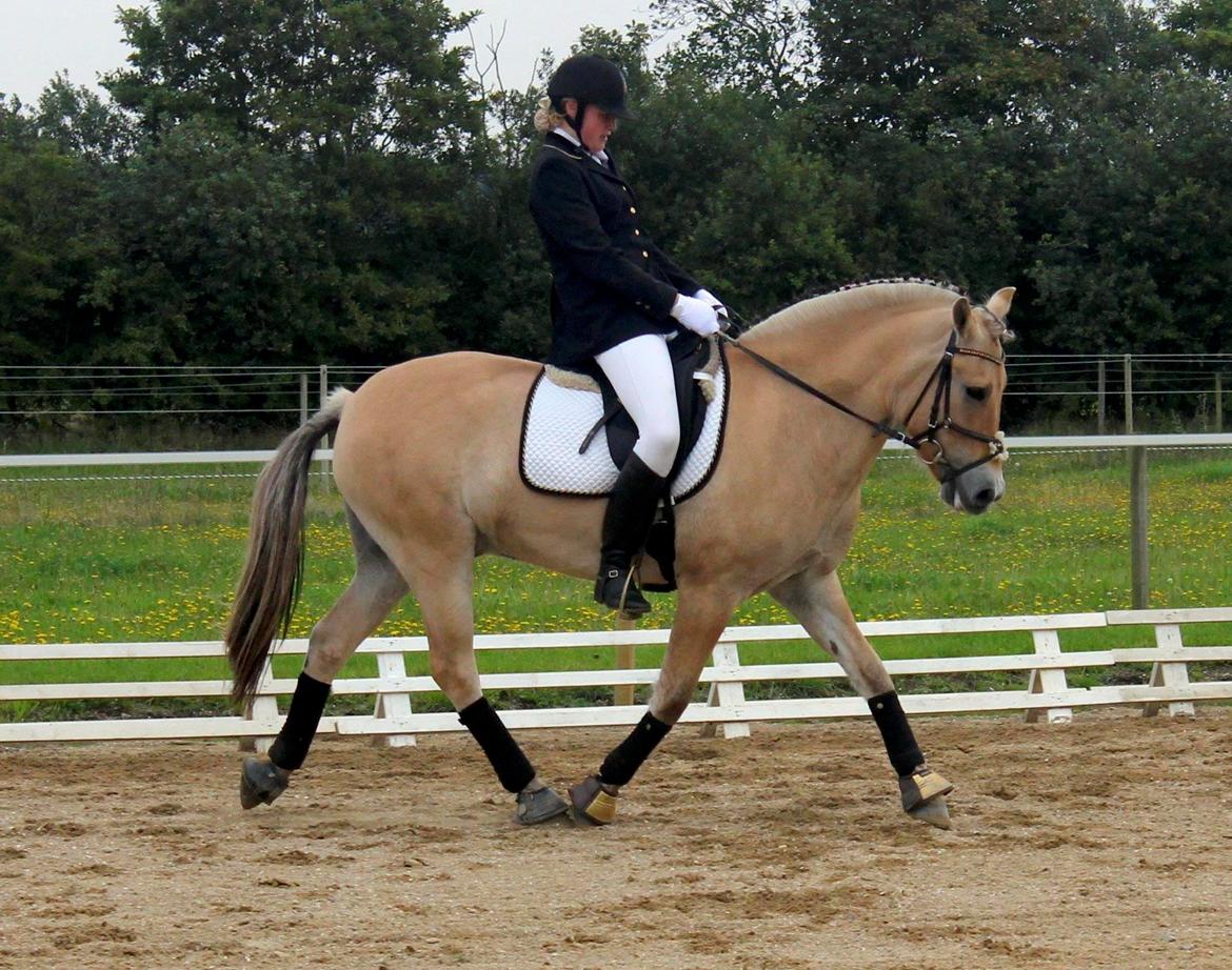 Fjordhest Solhøjgården´s Frej <3 billede 1