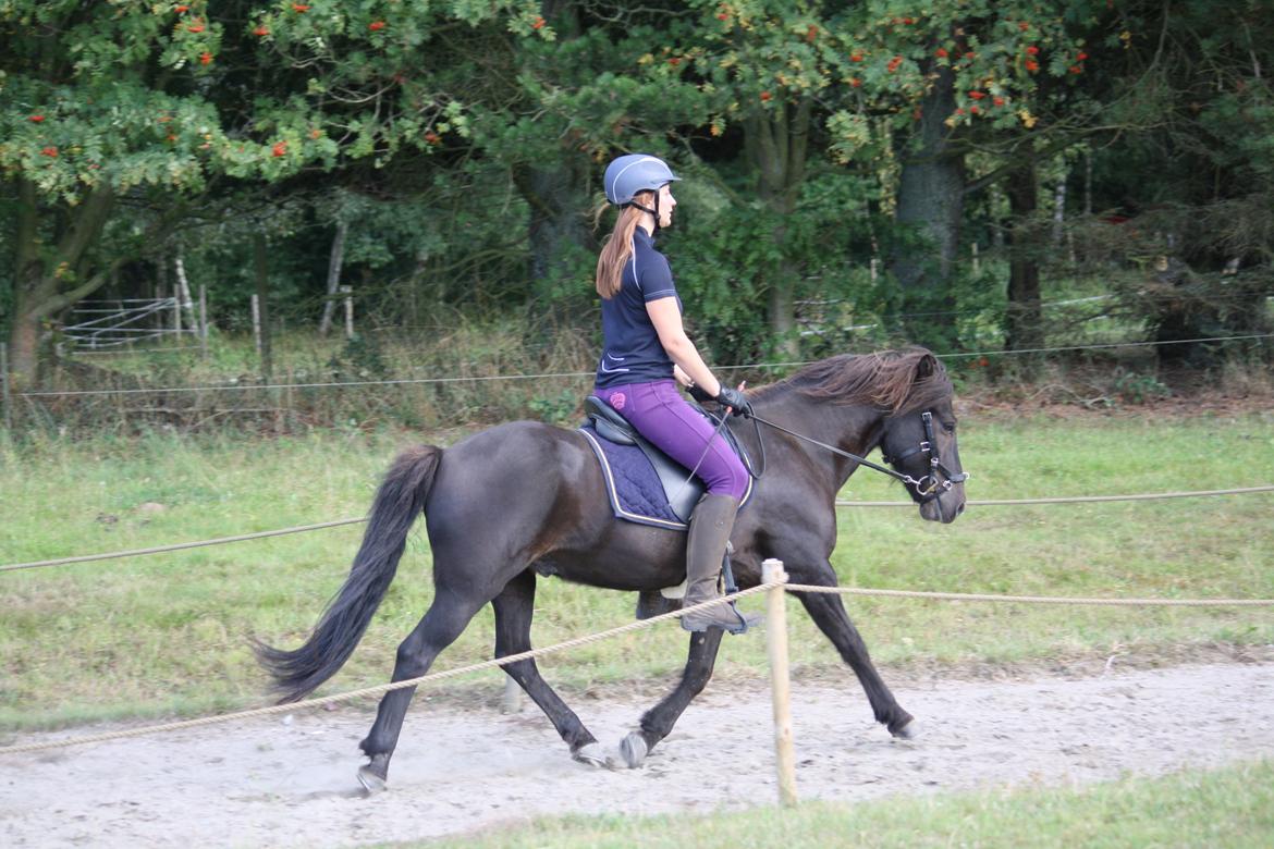 Islænder Þorri fra Oren billede 5