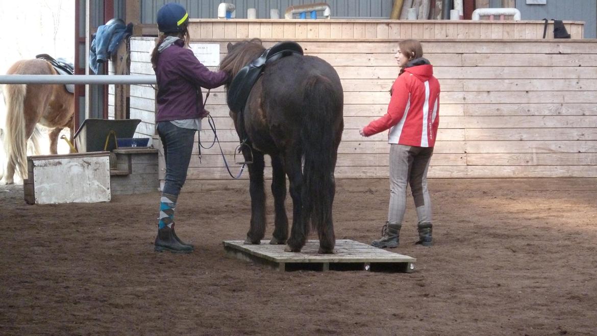 Islænder Þorri fra Oren - Behændighedsdag. Han var så cool at vi bakkede over broen. :) billede 8