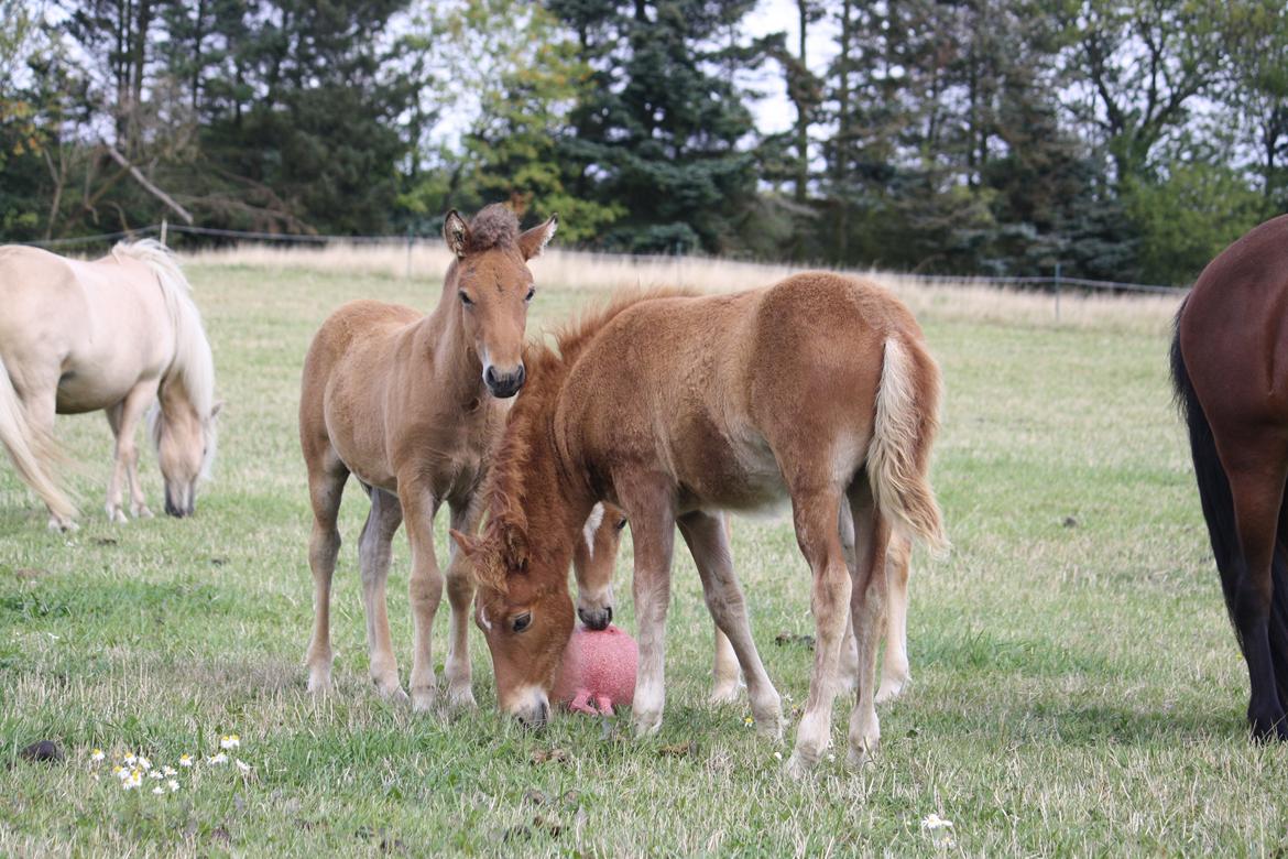 Islænder Sjúss fra Hvergi - 2 mdr billede 7