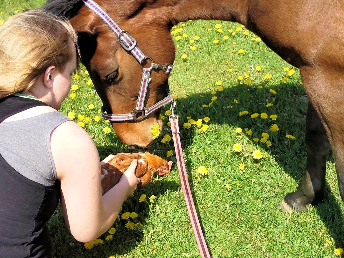 Anden særlig race MUFASJA *FASJA* søsters - Flot flottere flottest <3 ! billede 7
