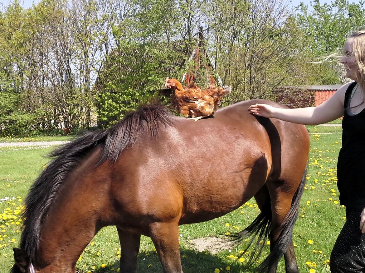 Anden særlig race MUFASJA *FASJA* søsters - Hehe seje hyp, Total rolig med en høne på ryggen <3 :P billede 12