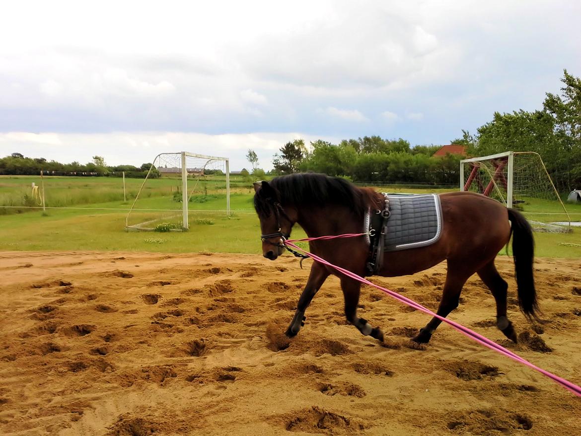 Anden særlig race MUFASJA *FASJA* søsters - Sødeste pony i verden!<3 Longe træning er hun blevet så god til! <3 billede 9