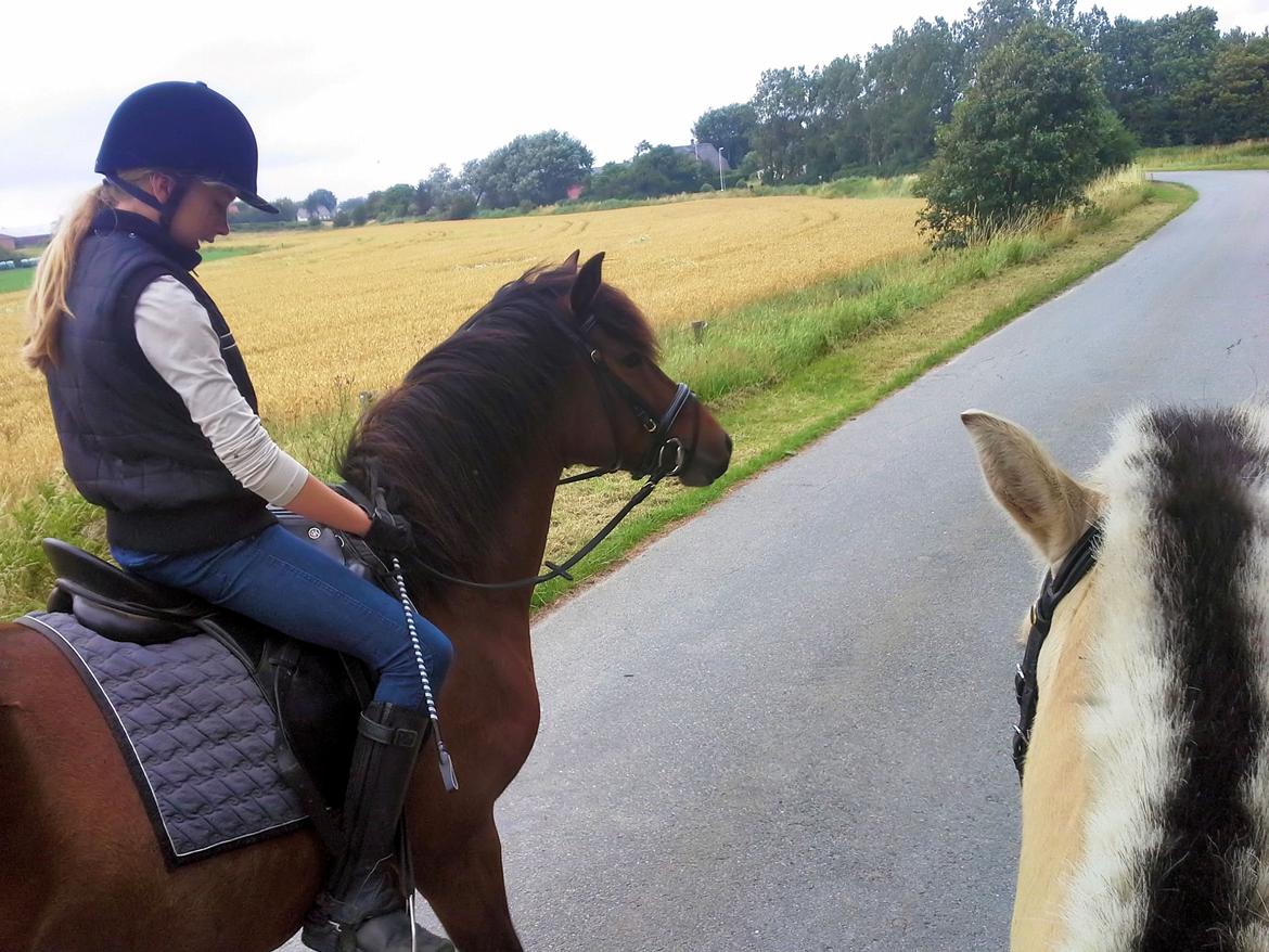 Anden særlig race MUFASJA *FASJA* søsters - Den dejlige pony, er nu også blevet en god turridnings hyp <3 Hun elsker at spurgte med Kalif :D billede 10