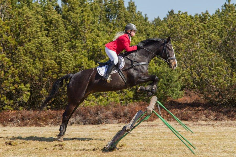 Dansk Varmblod Giza - Min seje jagthest, der springer ALT! Jagt 2013 billede 2