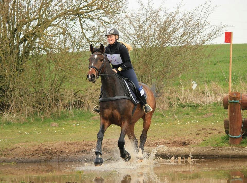 Dansk Varmblod Gipson Cloud - Gips CNC80 military 2013 - fejlfri billede 19