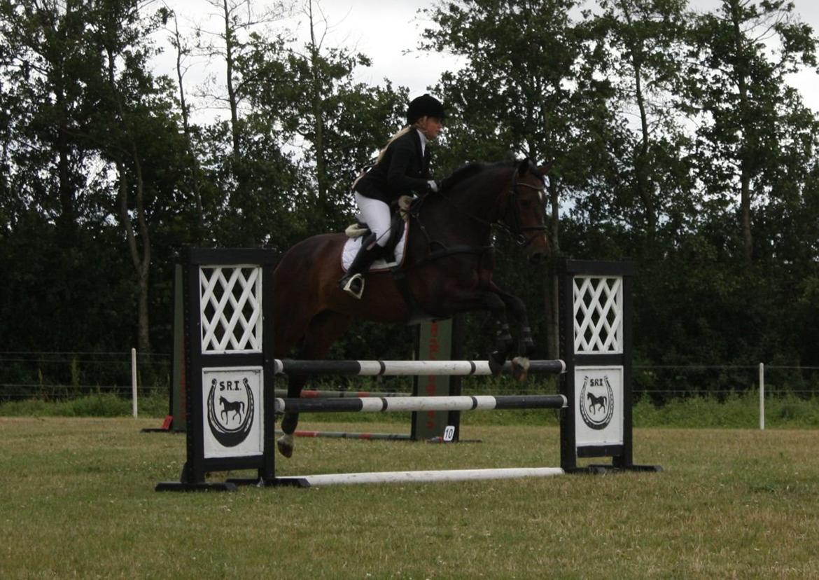 Dansk Varmblod Gipson Cloud - 90 cm juni 2014 billede 10