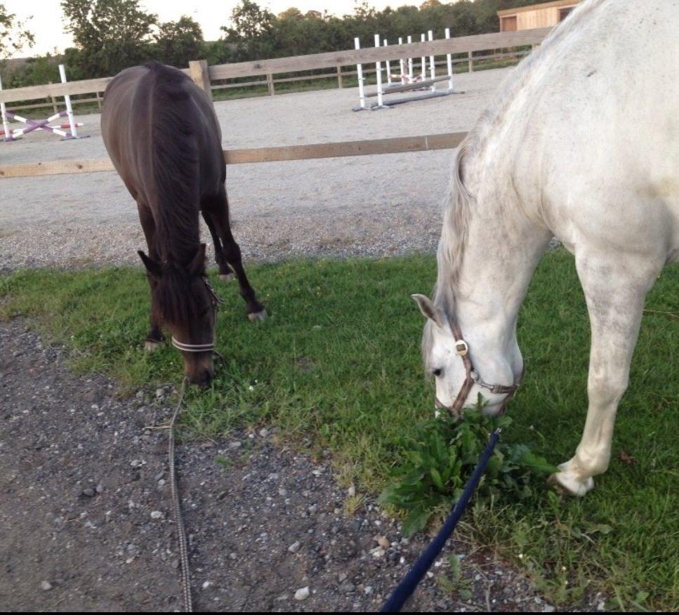 Anden særlig race Magic Malou <3<3 billede 27