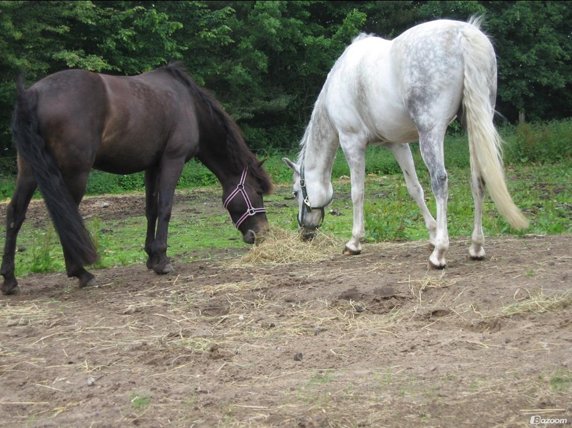 Anden særlig race Magic Malou <3<3 billede 31