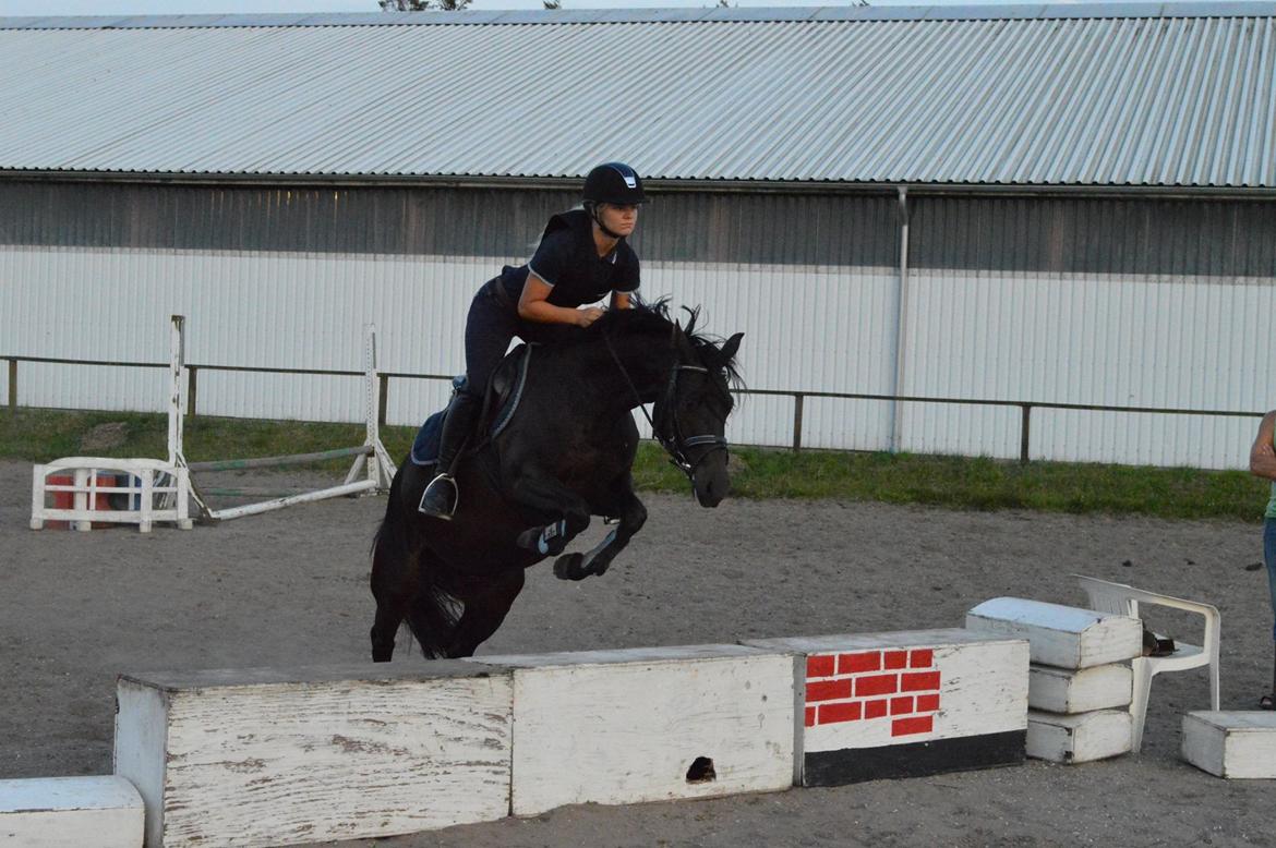 DSP Bakkegaarden's Mrs Magic billede 15