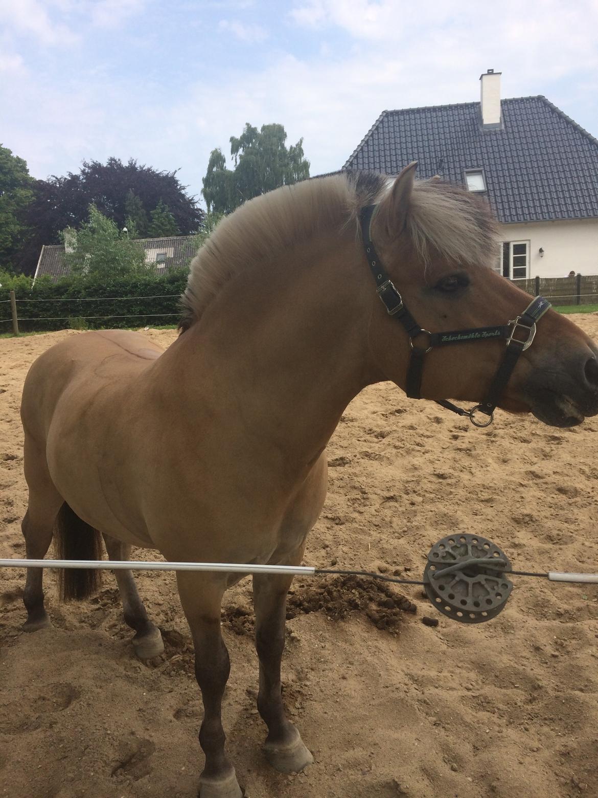 Fjordhest Abel Stanstorp AVLSHINGST LÅNEPONY billede 27