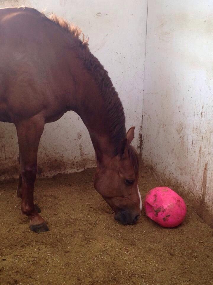 DSP Hedemands Choice billede 13