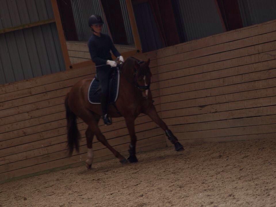 DSP Hedemands Choice billede 14