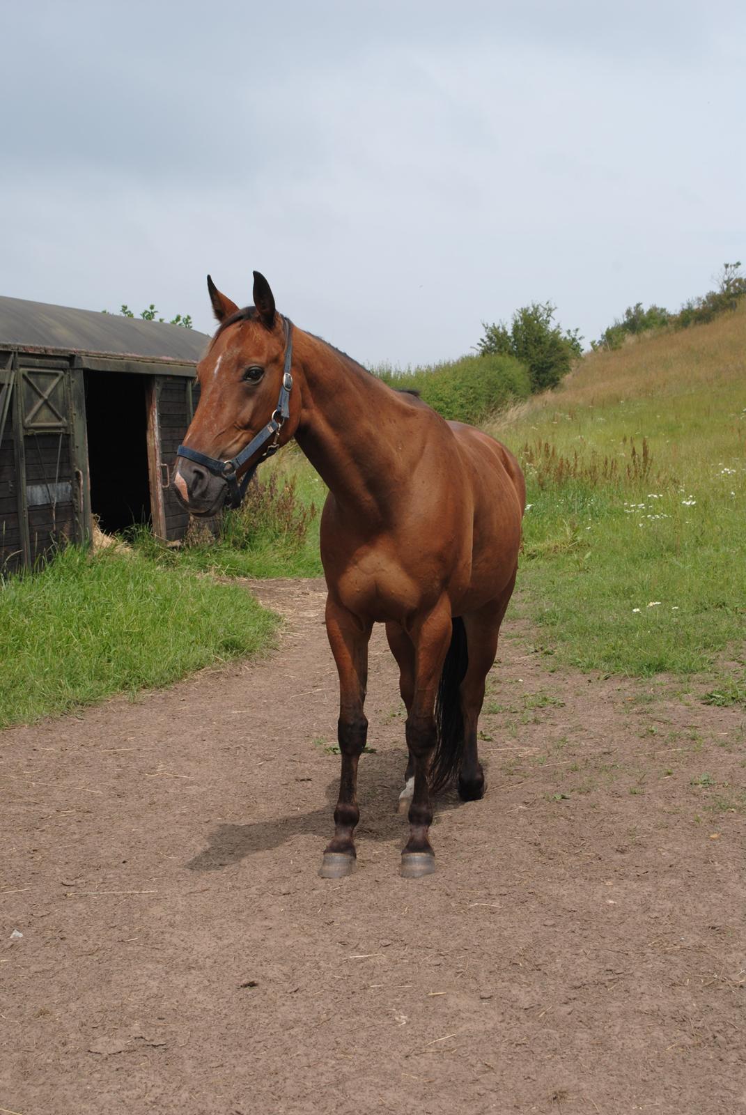 Traver Lynet Lendalund <3 - sommergræs 2014 billede 15