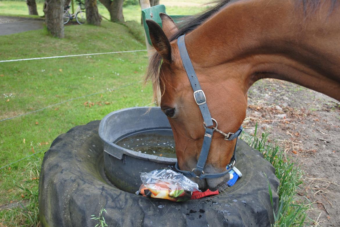 Traver Lynet Lendalund <3 - sommergræs 2014 billede 17