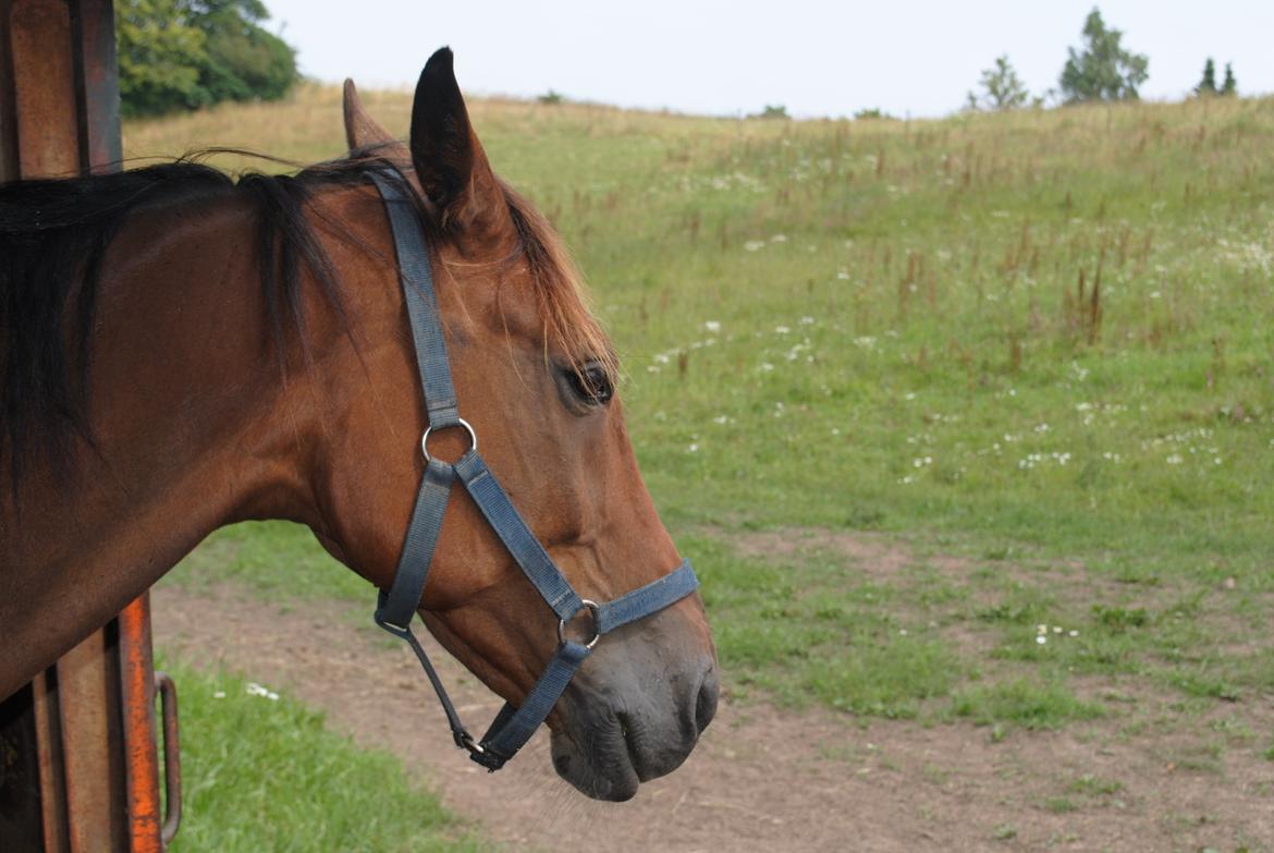 Traver Lynet Lendalund <3 - sommergræs 2014 billede 19