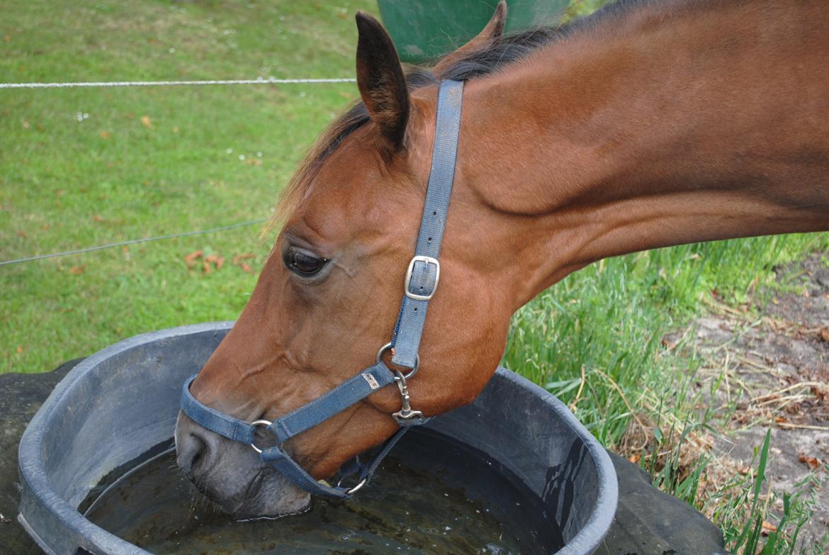 Traver Lynet Lendalund <3 - sommergræs 2014 billede 20