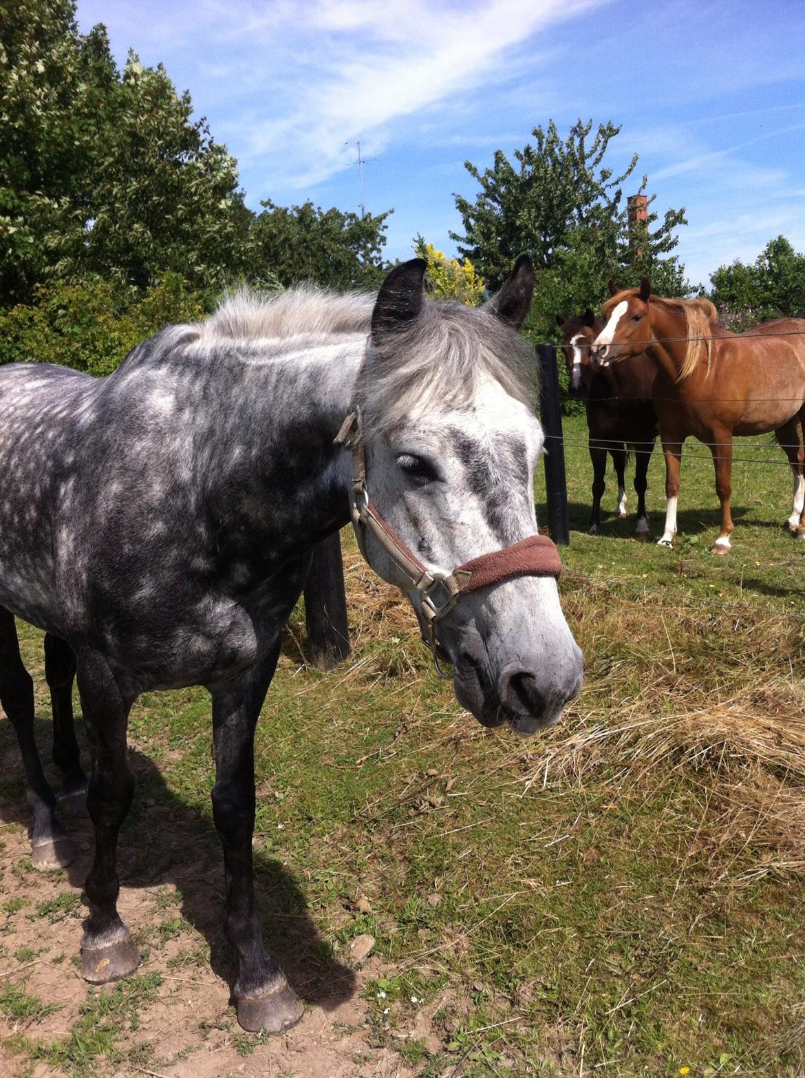 Connemara Clareview Skip (Wille)<3 - Søde Wille på fold<3 billede 7