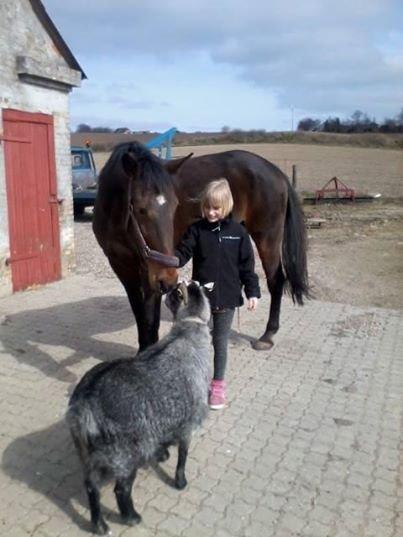 Traver Faraway - Så er det Camilla der trækker Faraway ind, mens Anton lige skal se om han går glip af noget spiseligt :-) billede 17