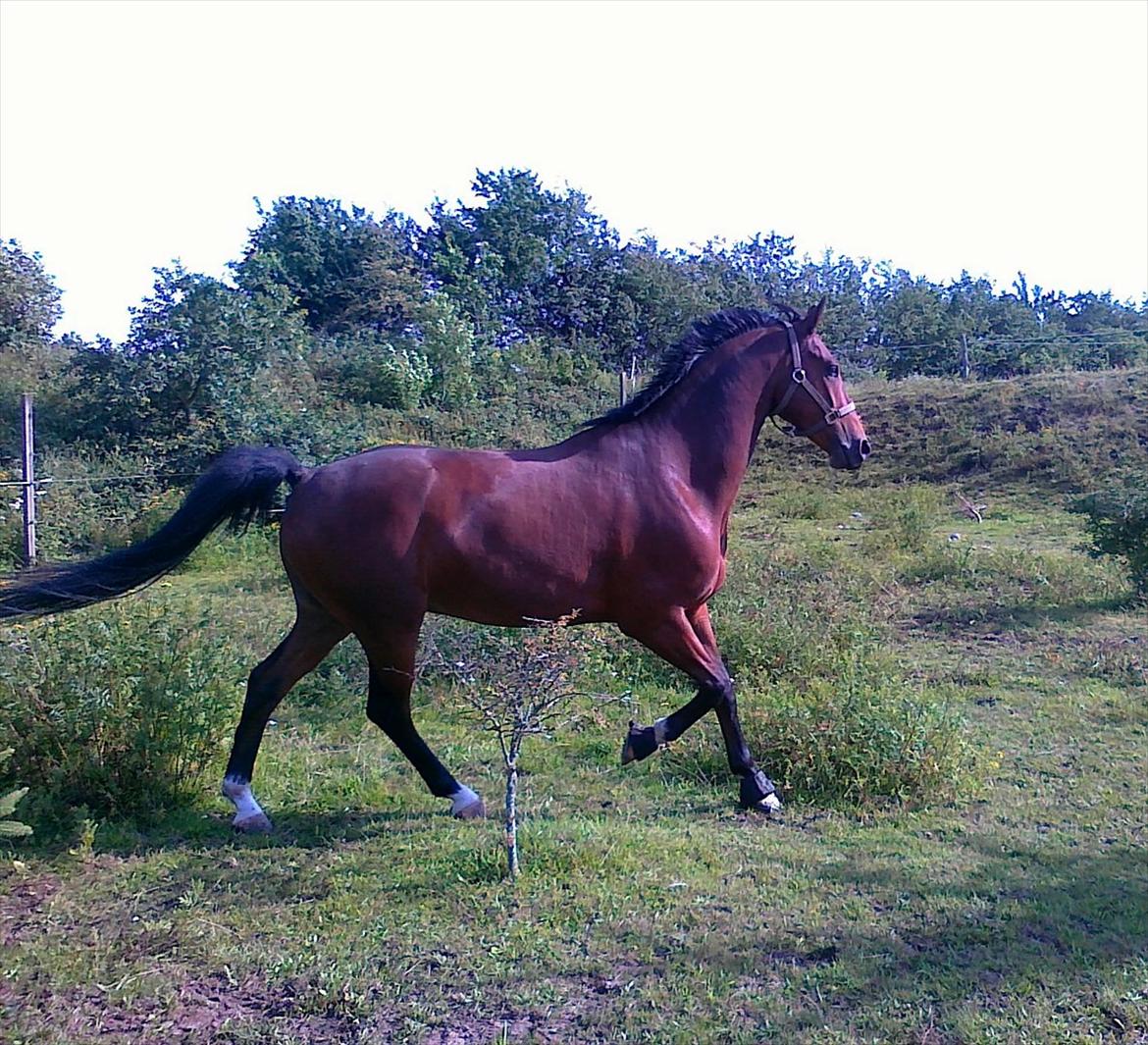 Hannoveraner Rano - Kæft du er lækker min prins! <3 billede 6