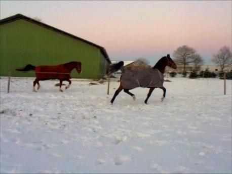 Hannoveraner Rano - Rano i sneen d. 12/12 :D Bisse ! billede 7