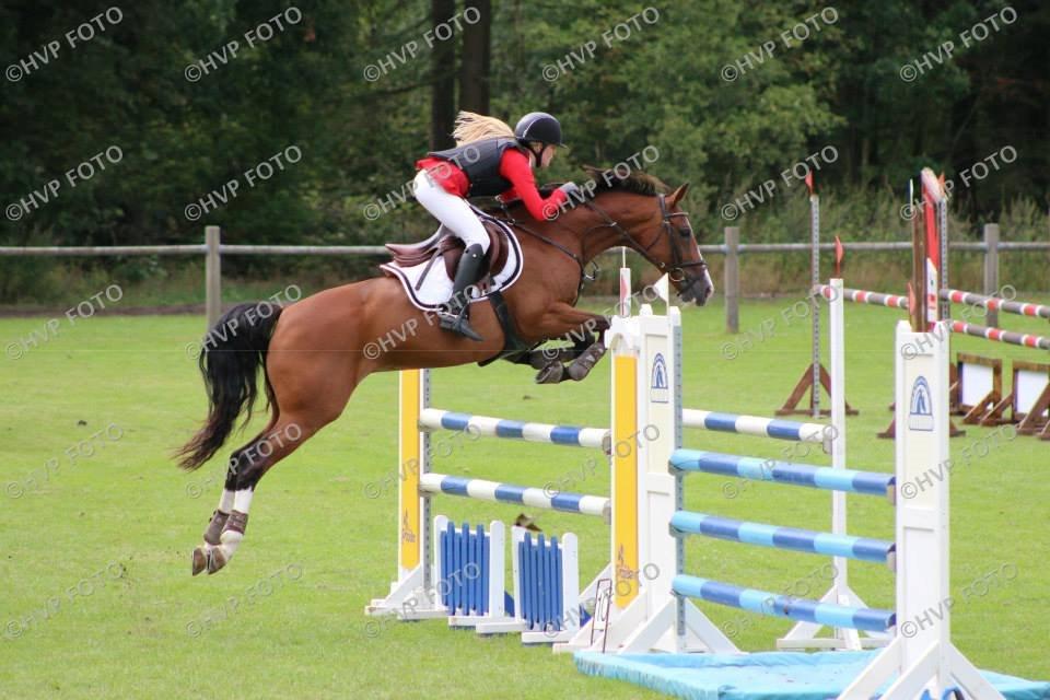 Dansk Varmblod VERONA HS billede 8