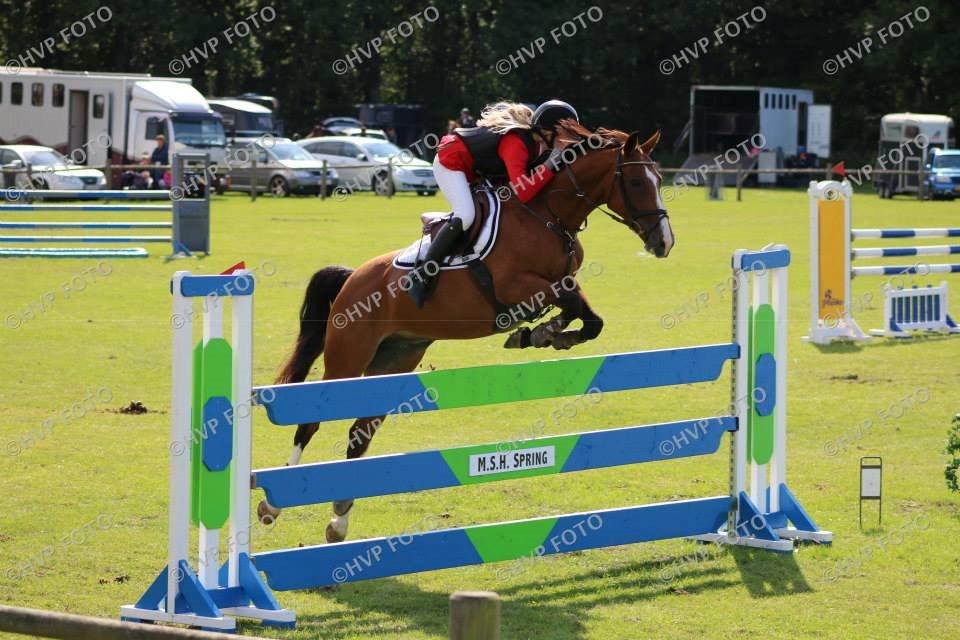 Dansk Varmblod VERONA HS billede 10