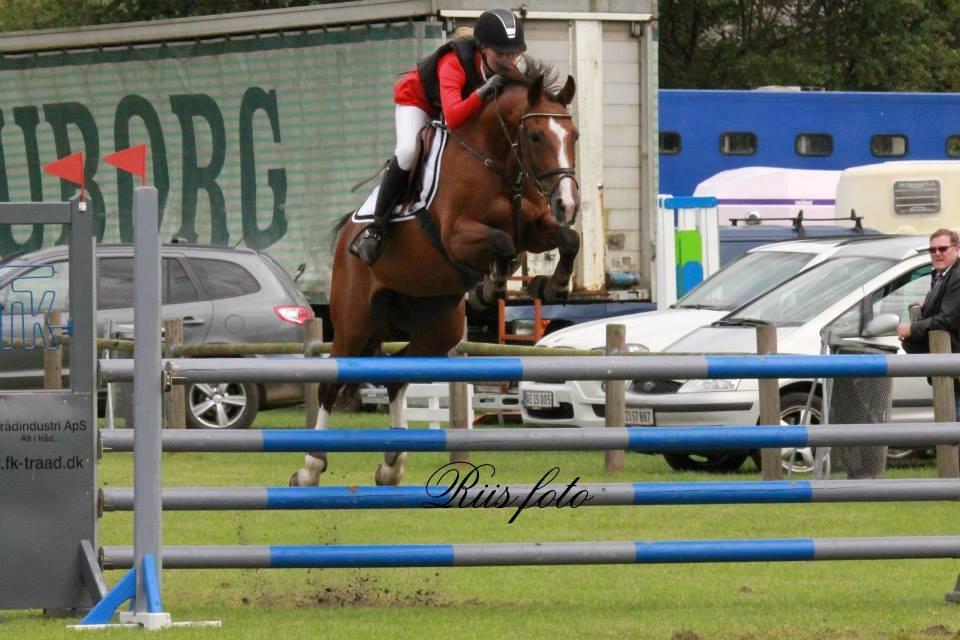 Dansk Varmblod VERONA HS billede 9