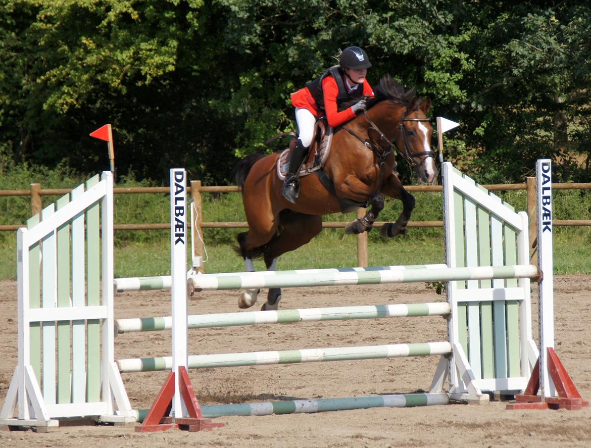 Dansk Varmblod VERONA HS - Vejle Rideklub LA1* 115 cm billede 11