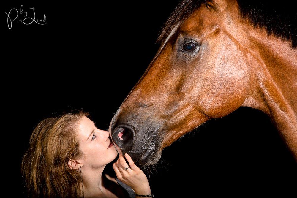 Dansk Varmblod D'Niemann-Sølyst [Himmelhest] billede 3