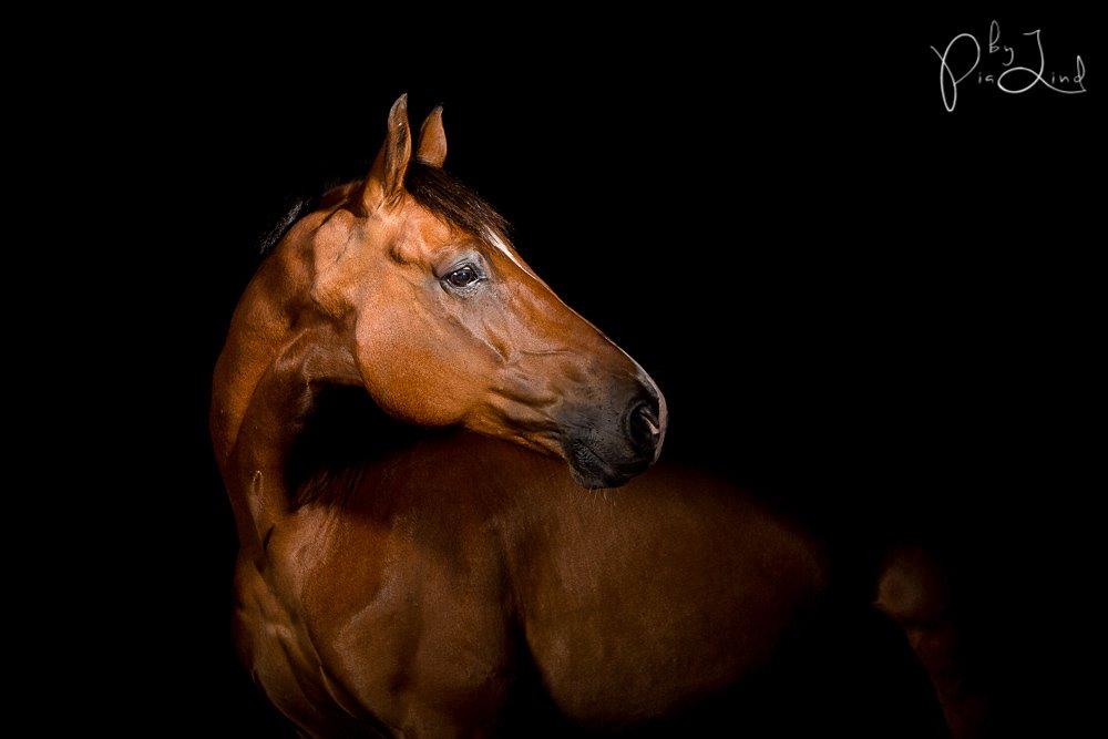 Dansk Varmblod D'Niemann-Sølyst [Himmelhest] billede 2