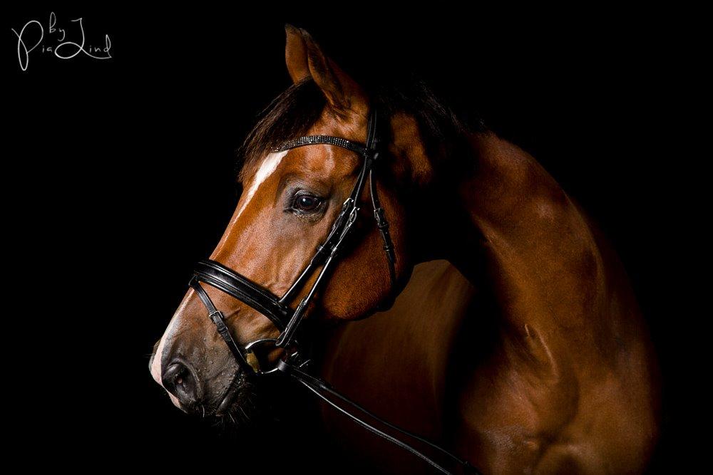 Dansk Varmblod D'Niemann-Sølyst [Himmelhest] billede 1