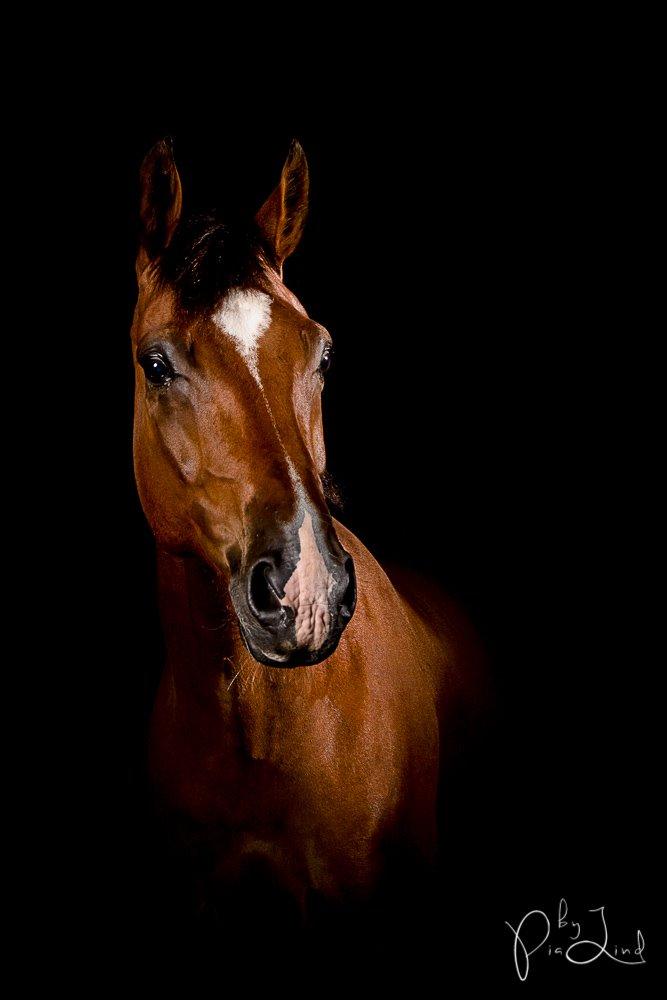 Dansk Varmblod D'Niemann-Sølyst [Himmelhest] billede 4