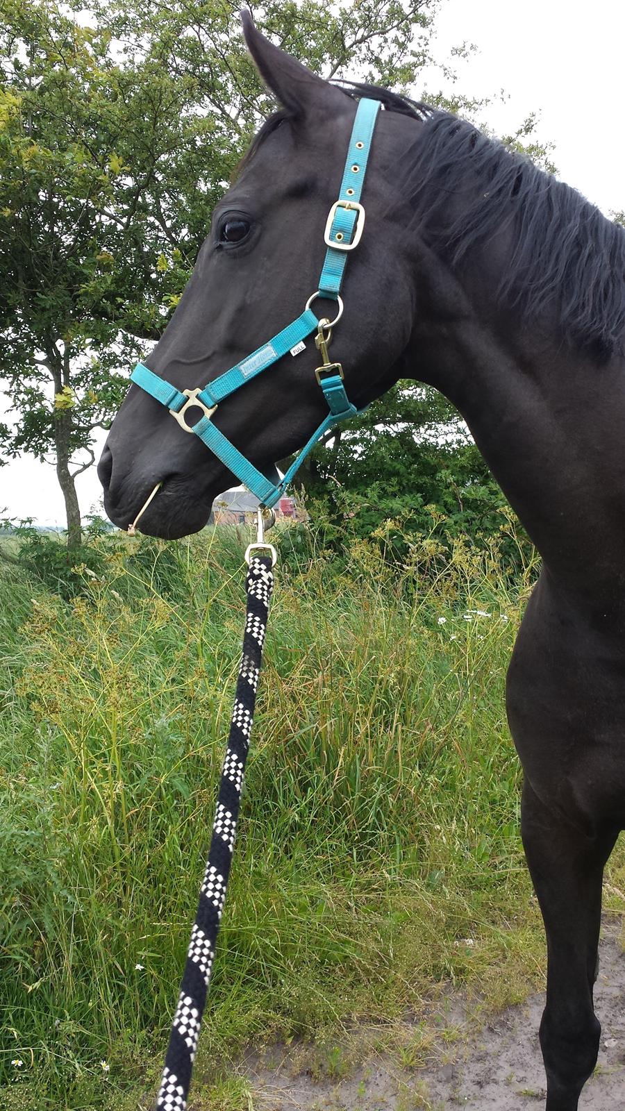 Anden særlig race Domino **soulmate** billede 8