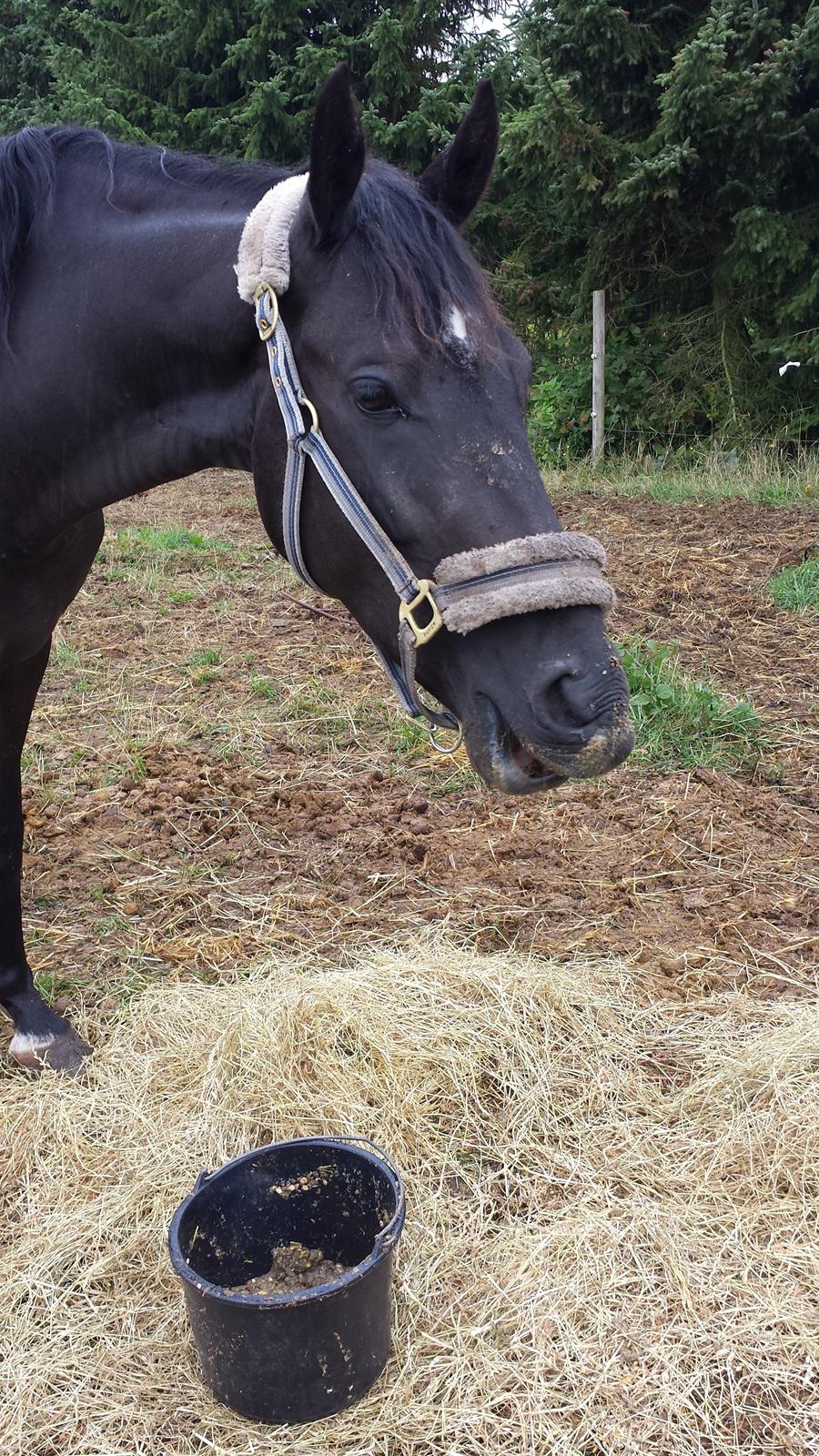 Anden særlig race Domino **soulmate** billede 9